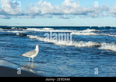 Eine Möwe steht im Wasser am Strand von Die deutsche Ostsee blickt zum Horizont Stockfoto