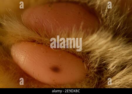 Fußballen am Vorderfuß der Katze Stockfoto
