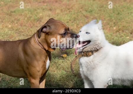 Süßer weißer sibirischer Husky mit blauen Augen und deutscher Boxer steht auf einem grünen Gras im Sommerpark. Haustiere. Reinrassig. Stockfoto