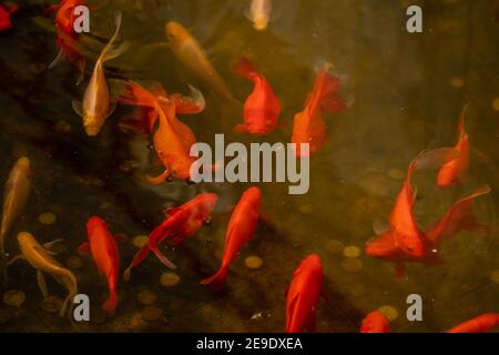Wunderschöne Aussicht auf japanische Karpfenfische im Teich Stockfoto