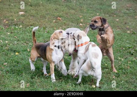 Im Herbstpark spielen englischer Beagle-Welpe, afghanischer Hundehund-Welpe, Border Terrier-Welpe und multibred Dog. Haustiere. Reinrassig. Stockfoto