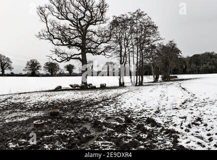 Eine Linie von Bäumen in einem Feld mit Schnee, Nord-Wales Großbritannien. Stockfoto