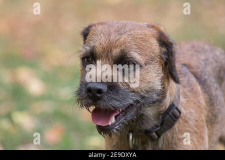 Portrait von niedlichen Grenze Terrier Welpe steht im Herbst Park. Nahaufnahme. Haustiere. Reinrassig. Stockfoto