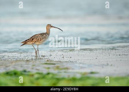 Eurasian Curlew - Numenius arquata, großer Watvogel mit Sonderschein aus weltweiten Sümpfen, Wiesen und Marschen, Sansibar, Tansania. Stockfoto