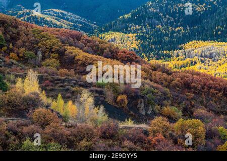 Bunte Bäume und Pflanzen auf den Hügeln in der Nähe von Owl Creek Road, Ridgway, Colorado, USA Stockfoto