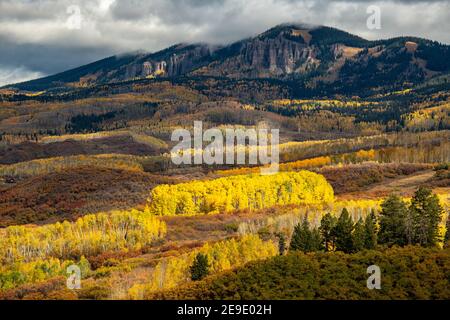 Herrliche Wälder rund um die Owl Creek Road, Ridgway, Colorado, USA Stockfoto