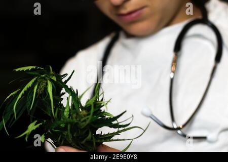 Unschärfe-Wissenschaftler oder Arzt im weißen Labormantel hält Busch von Cannabisblättern CBD-Hanf-Extrakt Stamm. Alternative Medizin oder Gesundheitswesen Apotheke Stockfoto