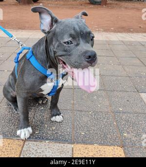 Cute grau französisch Bulldogge an einer Leine sitzt auf der Boden mit der Zunge heraus Stockfoto