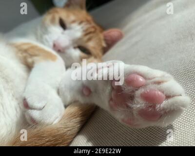 Katze Handpfote auf dem Bus Stockfoto