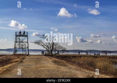 Newburyport, Massachusetts, USA-13. Januar 2021: Vogelbeobachter beobachten eine ziehende verschneite Eule im Parker River Wildlife Refuge auf Plum Island. Stockfoto