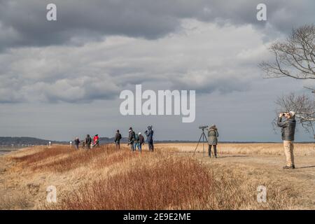 Newburyport, Massachusetts, USA-13. Januar 2021: Vogelbeobachter beobachten eine ziehende verschneite Eule im Parker River Wildlife Refuge auf Plum Island. Stockfoto