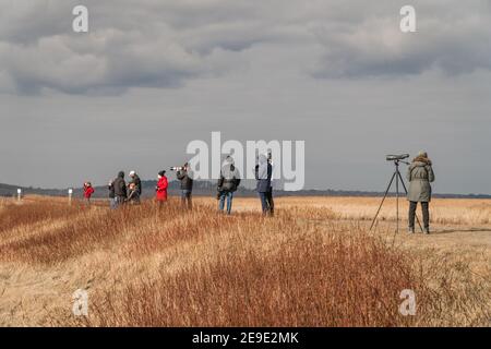 Newburyport, Massachusetts, USA-13. Januar 2021: Vogelbeobachter beobachten eine ziehende verschneite Eule im Parker River Wildlife Refuge auf Plum Island. Stockfoto