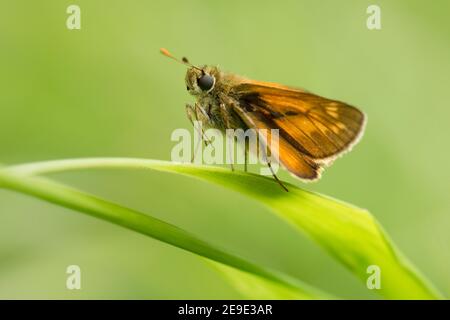 Männchen großer Skipper Schmetterling, Ochlodes sylvanus, in Ruhe auf Grasstamm, Bernwood Forest, Buckinghamshire, 15th. Juni 2020. Stockfoto