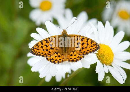 Männlich dunkelgrün Fritillary Butterfly, Speyeria aglaja, in Ruhe auf Oxeye Daisy Blume, Leucanthemum vulgare, Harwell, Oxfordshire, 9th Juni 2020. Stockfoto