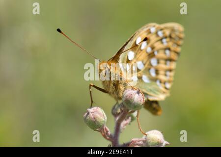 Männlicher dunkelgrüner Fritillary Butterfly, Argynnis aglaja, auf Brambleblüten, Rubus fruticosus in Shirburn Hill, Oxfordshire, 23rd. Juni 2020. Stockfoto