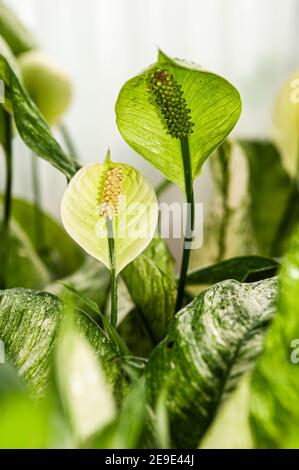 Schöne Aglaonema Hybrid, ARACEAE im Garten. Stockfoto