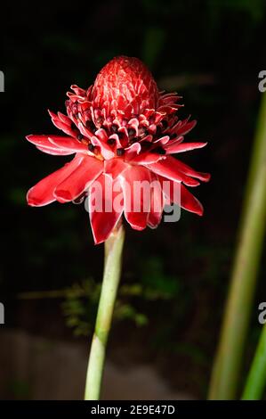 Close up schöne rosa Blütenblatt der Fackel Ingwer Blume, die es Frische und Tapete Hintergrund-Konzept zu machen. Stockfoto