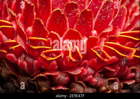 Close up schöne rosa Blütenblatt der Fackel Ingwer Blume, die es Frische und Tapete Hintergrund-Konzept zu machen. Stockfoto