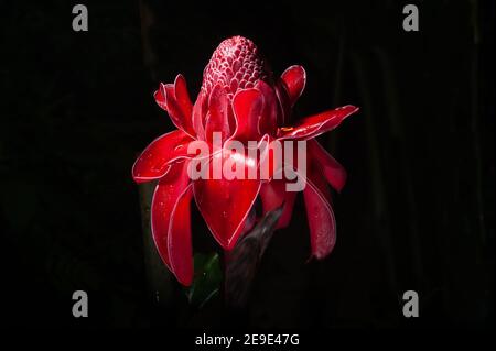 Close up schöne rosa Blütenblatt der Fackel Ingwer Blume, die es Frische und Tapete Hintergrund-Konzept zu machen. Stockfoto