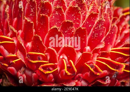 Close up schöne rosa Blütenblatt der Fackel Ingwer Blume, die es Frische und Tapete Hintergrund-Konzept zu machen. Stockfoto