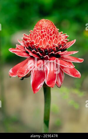 Close up schöne rosa Blütenblatt der Fackel Ingwer Blume, die es Frische und Tapete Hintergrund-Konzept zu machen. Stockfoto