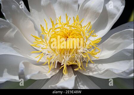 Nahaufnahme der Lotusblume im Lotusteich, die immer sauber aussieht. Und es gibt Regentropfen auf den Blütenblättern Weiße und gelbe Lotusblüte aus nächster Nähe. Stockfoto