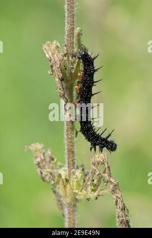 Peacock Butterfly, Aglais io, Raupe Fütterung auf einer gemeinsamen Brennnessel, Urtica dioica, Pflanze im Bernwood Forest, Buckinghamshire, 24th. Juni 2020. Stockfoto