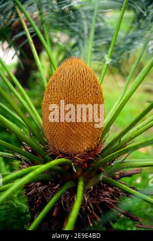 Blume von Cycas siamenses, CYCADACEAE . Handfläche von gelber Farbe. Grüne Blätter. Stockfoto