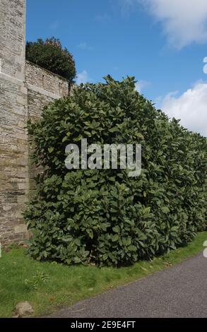 Frühlingsblatt eines Evergreen Delavay's Magnolia Strauch (Magnolia delavayi) wächst an einer Steinmauer in einem Garten in Rural Cornwall, England, Großbritannien Stockfoto