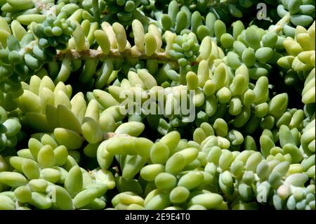 Sedum nudum Aiton. CRASSULACEAE. Sedum morganianum (Eselsschwanz oder Burroschweif) - eine Art blühender Pflanze aus der Familie der Crassulaceae. Stockfoto