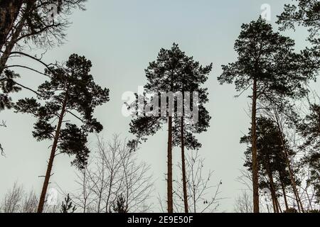 Blick von unten auf hohe Nadelbäume im Winter. Das Foto wurde in Tscheljabinsk, Russland, aufgenommen. Stockfoto