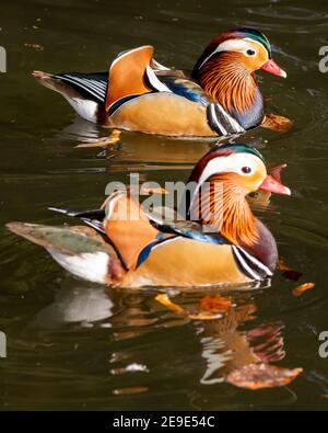 München, Deutschland. Februar 2021, 04th. Zwei Mandarinenten schwimmen Seite an Seite in der Sonne am kleinen Achtersee in den Maximiliananlagen, unweit des Friedensengels. Kredit: Peter Kneffel/dpa/Alamy Live Nachrichten Stockfoto