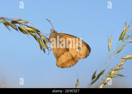 Meadow Brown Butterfly, Maniola jurtina, Roosting on Grass Seed Head, Blewburton Hill, Aston Upthorpe, Oxfordshire, 24th. Juni 2020. Stockfoto