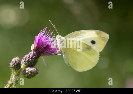 Kleiner weißer Schmetterling, Pieris rapae, nectaring on a Thistle Flower at Bernwood Forest, Buckinghamshire, 20th. Juli 2020. Stockfoto