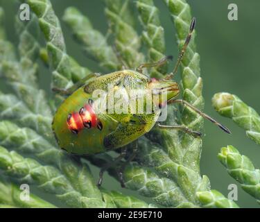 Dorsale Ansicht einer Wacholder-Shieldbug-Finalinstar-Nymphe (Cyphostethus tristriatus), die auf Lawsons Zypresseblättern ruht. Tipperary, Irland Stockfoto