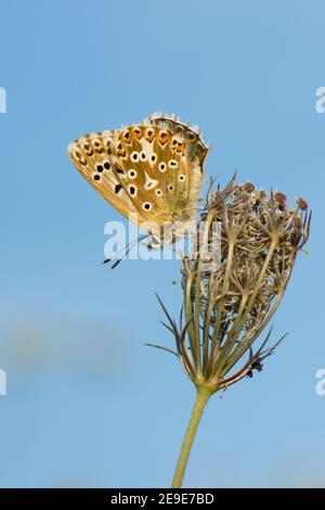 Weiblicher Chalkhill Blue Butterfly, Polyommatus coridon, ruht auf einer Pflanze im Aston Rowant National Nature Reserve, Oxfordshire, 10th. August 2020. Stockfoto