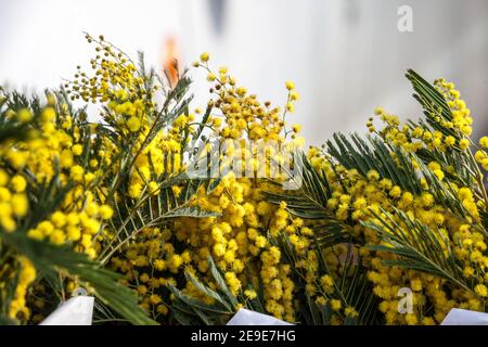 Blüten von Akazie dealbata, blühend mit ihren gelben Köpfen, auf dem Display. Auch Mimosa oder gelbe Mimose genannt, ist es eine Pflanze, die ursprünglich aus australien stammt Stockfoto