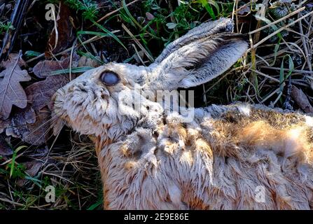 Toter Hase bedeckt mit Frost, norfolk, england Stockfoto