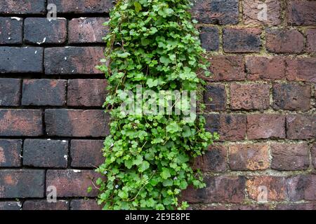 Ziegelmauer mit schleichenden Pflanzen Stockfoto