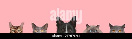 Beschnittene Ansicht von Hundekopf und Katzenkopf isoliert auf Ein rosa Hintergrund Stockfoto