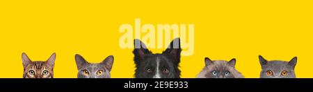 Beschnittene Ansicht von Hundekopf und Katzenkopf isoliert auf Ein gelber Hintergrund Stockfoto