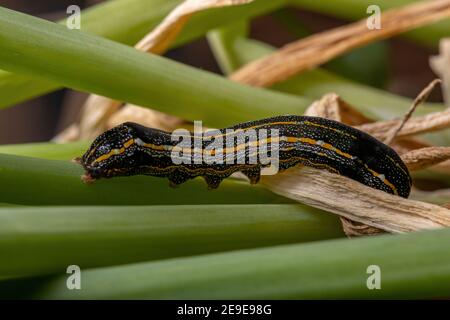 Raupe der Gattung Spodoptera, die ein Schnittlauch-Blatt frisst Die Art Allium schoenoprasum Stockfoto