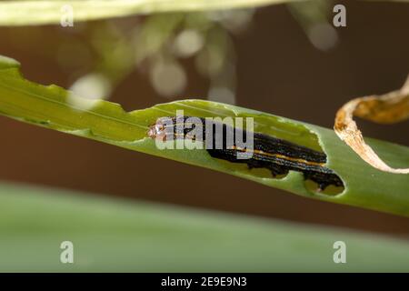 Raupe der Gattung Spodoptera, die ein Schnittlauch-Blatt frisst Die Art Allium schoenoprasum Stockfoto