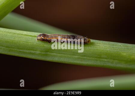 Raupe der Gattung Spodoptera, die ein Schnittlauch-Blatt frisst Die Art Allium schoenoprasum Stockfoto