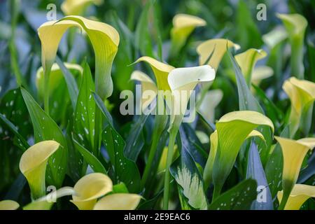 Bouquet von gelben Calla Lilien (zantedeschia) im Garten. Stockfoto