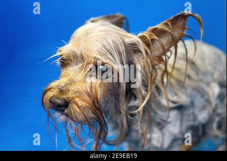 Yorkshire Terrier Dog unglücklich über ein Bad wollen raus, lustig, traurigen Ausdruck. Hochwertige Fotos Stockfoto