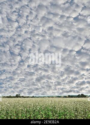 Wunderbare flauschige Stratocumulus Wolken auf blauem Himmel über blühenden Buchweizenfeld. Erstaunliche Frühlingslandschaft, Schönheit der Natur im Frühling Stockfoto