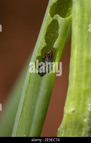 Raupe der Gattung Spodoptera, die ein Schnittlauch-Blatt frisst Die Art Allium schoenoprasum Stockfoto