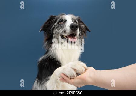 Portrait hoch fünf Grenze Collie Hund Trick. Gehorsam Konzept. Isoliert auf blauem Hintergrund Stockfoto