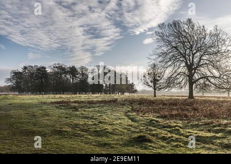 Tief liegende Sonne an einem Wintertag im buschigen Park surrey Stockfoto